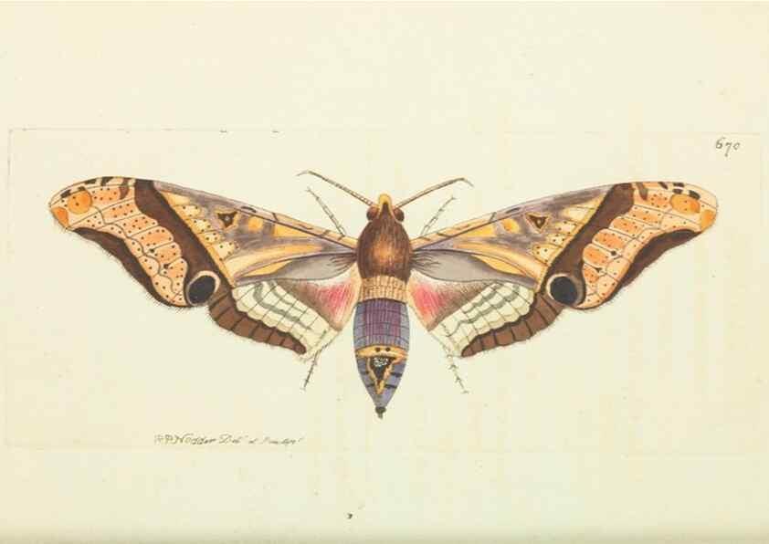 Reproducción/Reproduction 29064878060: The naturalist's miscellany, or Coloured figures of natural objects. London :Printed for Nodder & Co.,1789-1813
