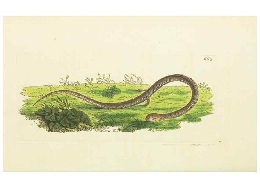 Reproducción/Reproduction 29273599441: The naturalist's miscellany, or Coloured figures of natural objects. London :Printed for Nodder & Co.,1789-1813