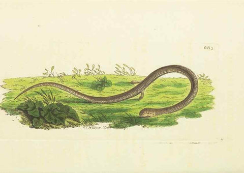 Reproducción/Reproduction 29273599441: The naturalist's miscellany, or Coloured figures of natural objects. London :Printed for Nodder & Co.,1789-1813
