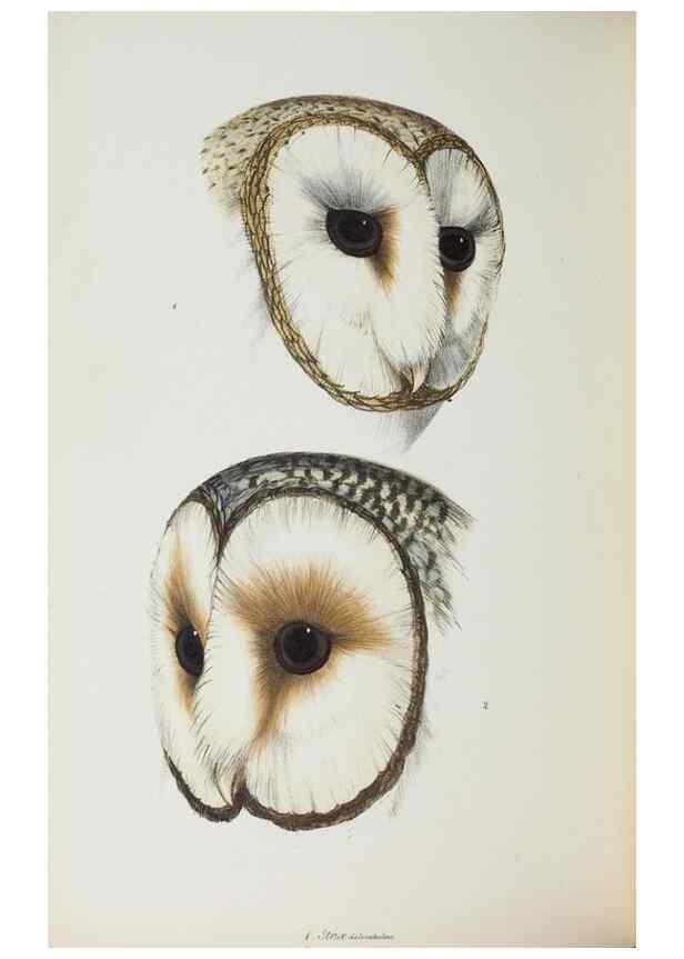Reproducción/Reproduction 29273812226: A synopsis of the birds of Australia, and the adjacent Islands /. London :John Gould,1837.