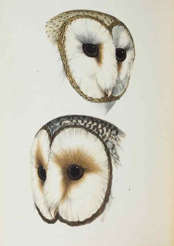 Reproducción/Reproduction 29273812226: A synopsis of the birds of Australia, and the adjacent Islands /. London :John Gould,1837.