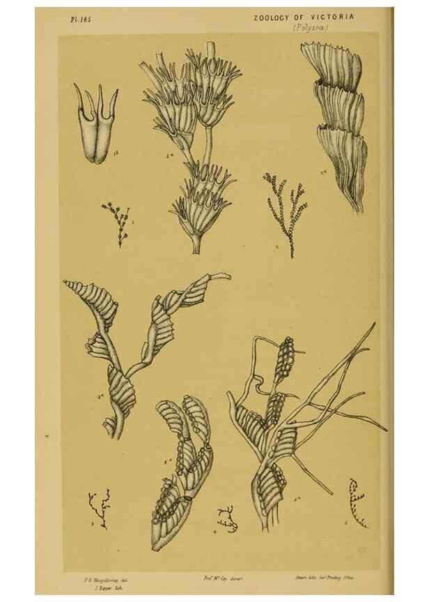 Reproducción/Reproduction 29472922591: Natural history of Victoria.. Melbourne,J.Ferres, government printer;1885-90.