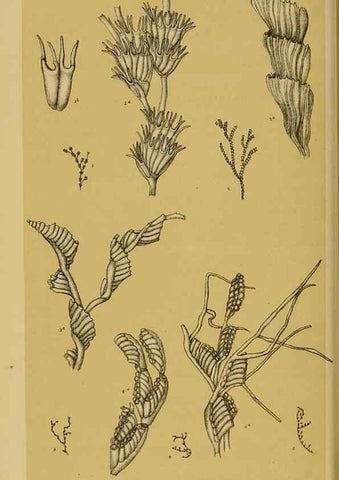 Reproducción/Reproduction 29472922591: Natural history of Victoria.. Melbourne,J.Ferres, government printer;1885-90.