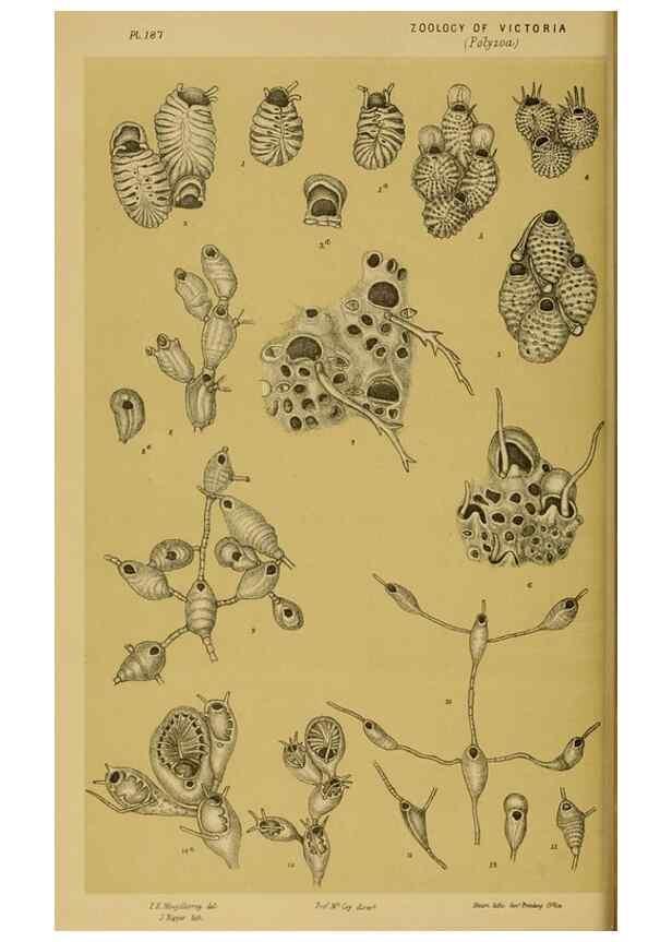 Reproducción/Reproduction 29519417376: Natural history of Victoria.. Melbourne,J.Ferres, government printer;1885-90.