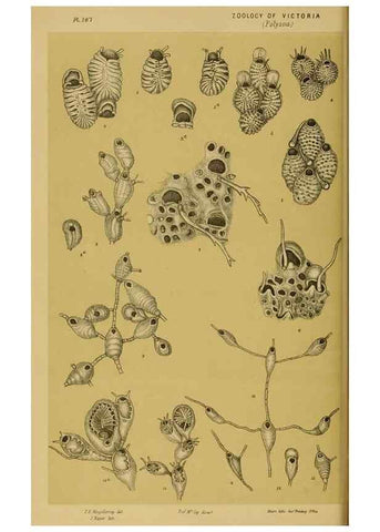 Reproducción/Reproduction 29519417376: Natural history of Victoria.. Melbourne,J.Ferres, government printer;1885-90.