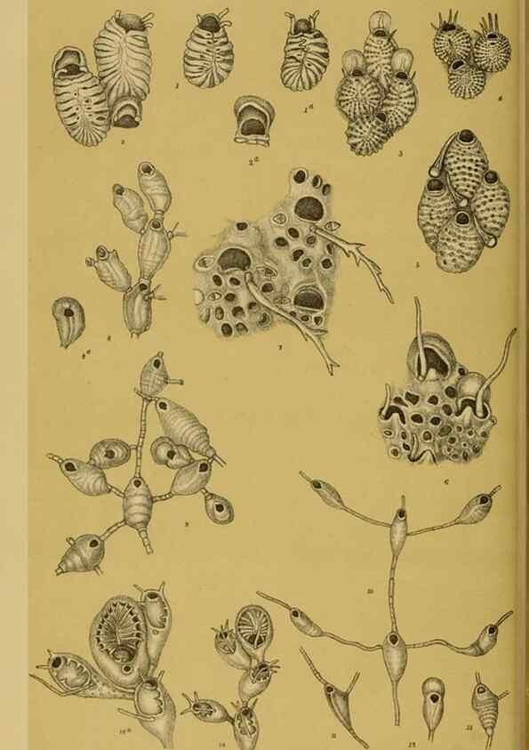 Reproducción/Reproduction 29519417376: Natural history of Victoria.. Melbourne,J.Ferres, government printer;1885-90.