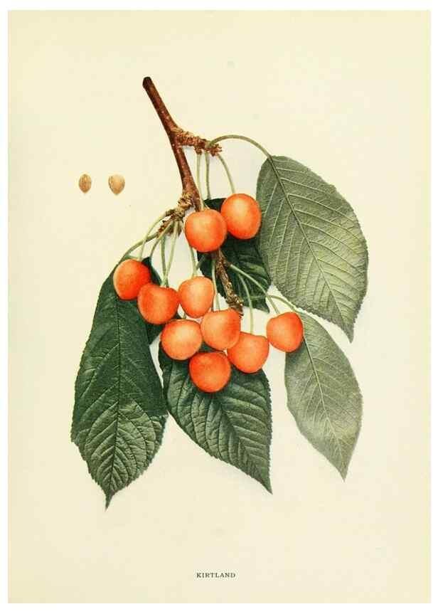 Reproducción/Reproduction 29544899350: The cherries of New York,. Albany,J. B. Lyon company, state printers,1915.