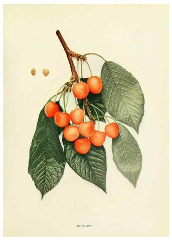 Reproducción/Reproduction 29544899350: The cherries of New York,. Albany,J. B. Lyon company, state printers,1915.