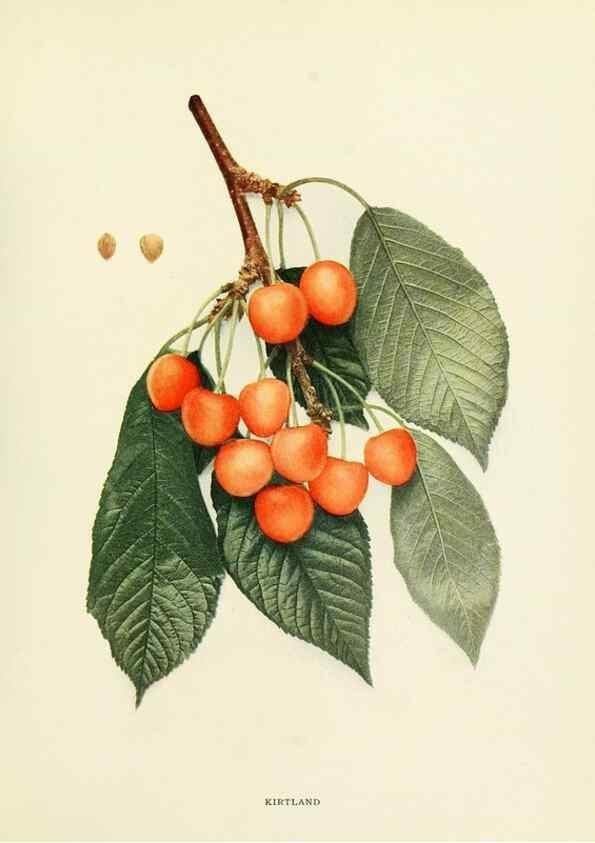 Reproducción/Reproduction 29544899350: The cherries of New York,. Albany,J. B. Lyon company, state printers,1915.