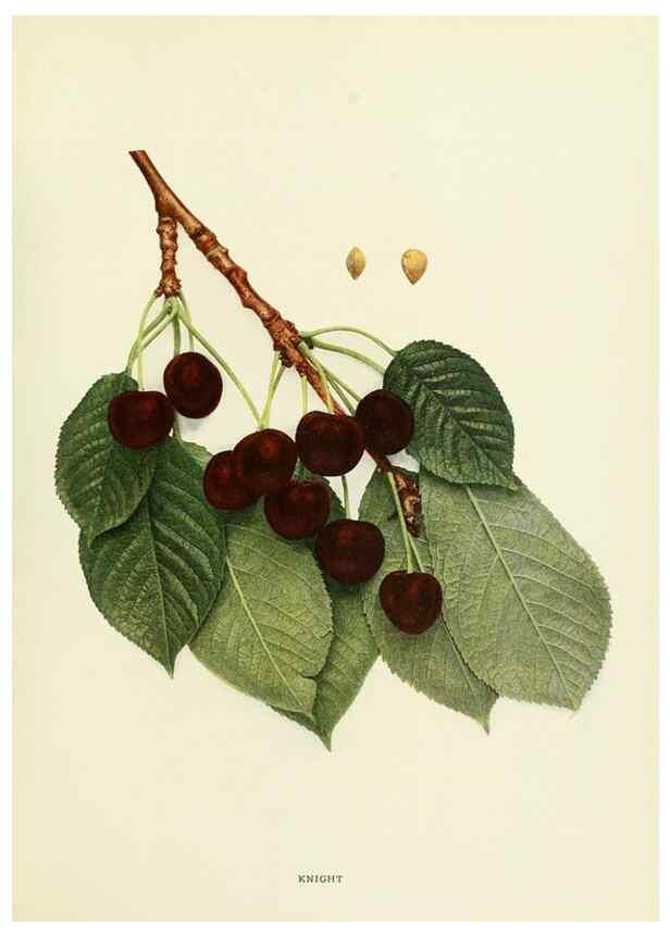 Reproducción/Reproduction 29544901840: The cherries of New York,. Albany,J. B. Lyon company, state printers,1915.