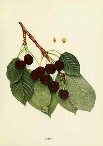 Reproducción/Reproduction 29544901840: The cherries of New York,. Albany,J. B. Lyon company, state printers,1915.