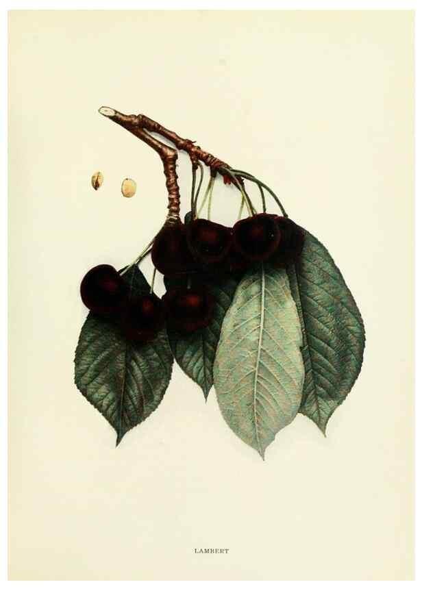 Reproducción/Reproduction 29544906540: The cherries of New York,. Albany,J. B. Lyon company, state printers,1915.