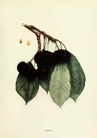 Reproducción/Reproduction 29544906540: The cherries of New York,. Albany,J. B. Lyon company, state printers,1915.
