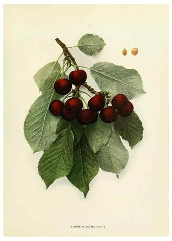 Reproducción/Reproduction 29755091111: The cherries of New York,. Albany,J. B. Lyon company, state printers,1915.
