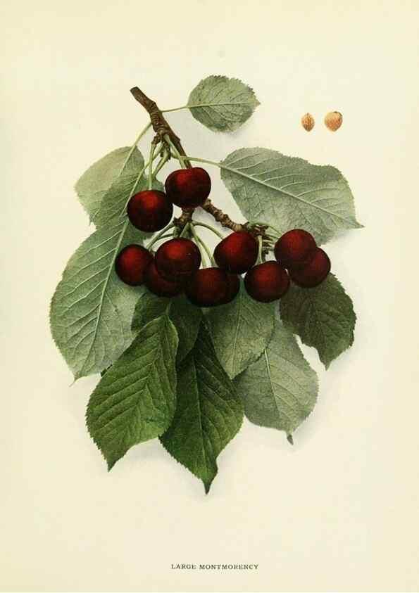 Reproducción/Reproduction 29755091111: The cherries of New York,. Albany,J. B. Lyon company, state printers,1915.