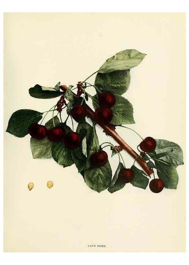 Reproducción/Reproduction 29755092721: The cherries of New York,. Albany,J. B. Lyon company, state printers,1915.