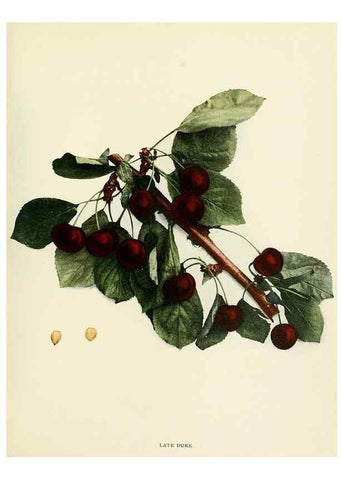 Reproducción/Reproduction 29755092721: The cherries of New York,. Albany,J. B. Lyon company, state printers,1915.