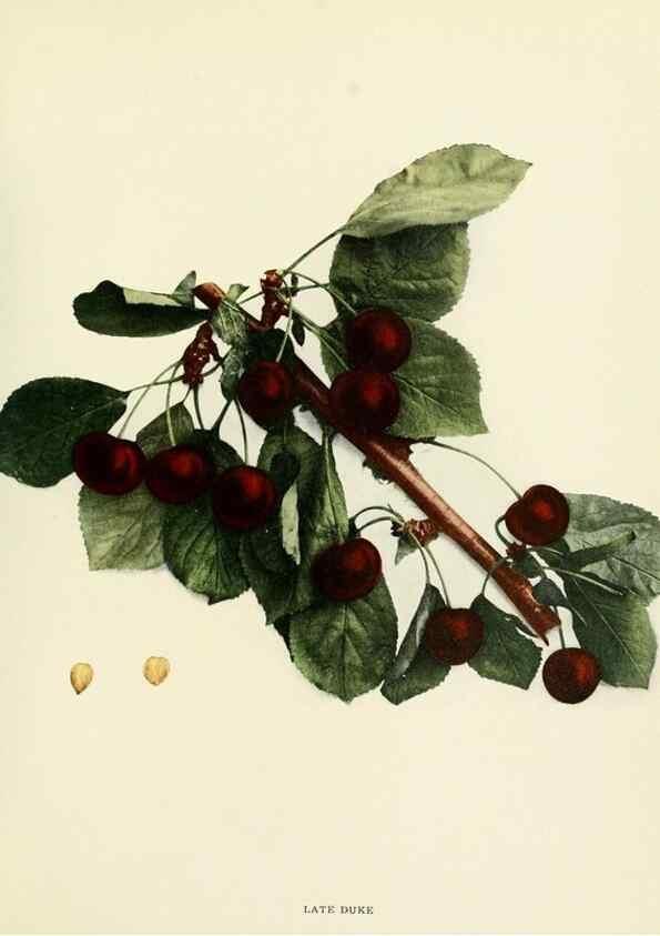 Reproducción/Reproduction 29755092721: The cherries of New York,. Albany,J. B. Lyon company, state printers,1915.