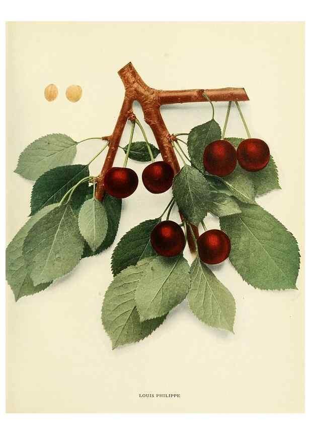 Reproducción/Reproduction 29210398144: The cherries of New York,. Albany,J. B. Lyon company, state printers,1915.