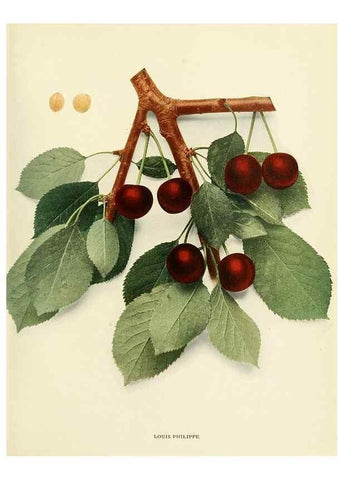 Reproducción/Reproduction 29210398144: The cherries of New York,. Albany,J. B. Lyon company, state printers,1915.