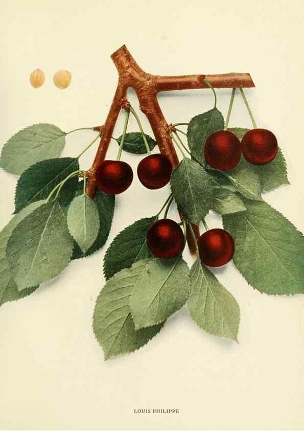 Reproducción/Reproduction 29210398144: The cherries of New York,. Albany,J. B. Lyon company, state printers,1915.