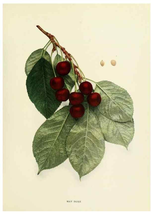 Reproducción/Reproduction 29210400394: The cherries of New York,. Albany,J. B. Lyon company, state printers,1915.