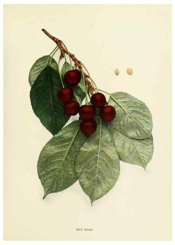 Reproducción/Reproduction 29210400394: The cherries of New York,. Albany,J. B. Lyon company, state printers,1915.