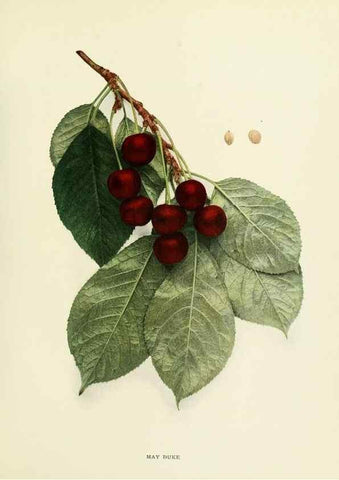 Reproducción/Reproduction 29210400394: The cherries of New York,. Albany,J. B. Lyon company, state printers,1915.