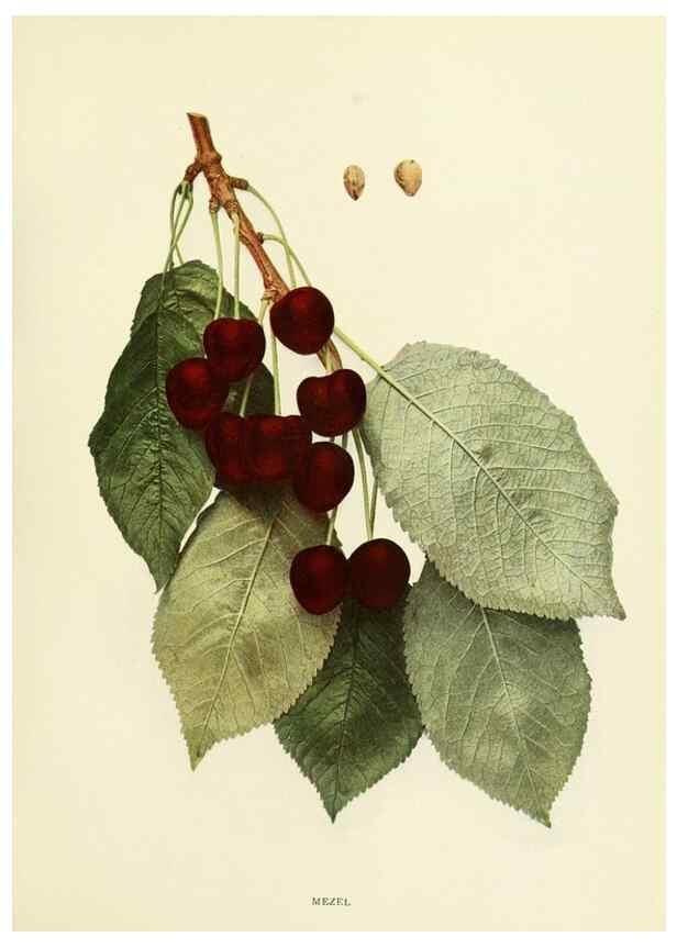 Reproducción/Reproduction 29210402564: The cherries of New York,. Albany,J. B. Lyon company, state printers,1915.