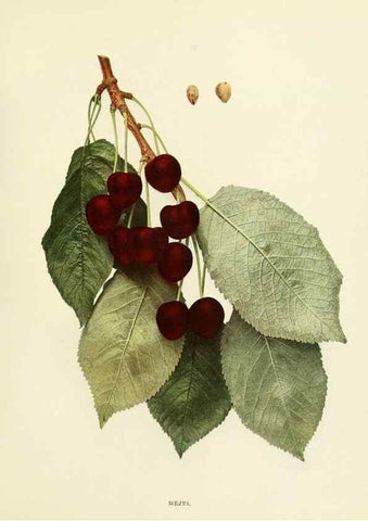 Reproducción/Reproduction 29210402564: The cherries of New York,. Albany,J. B. Lyon company, state printers,1915.