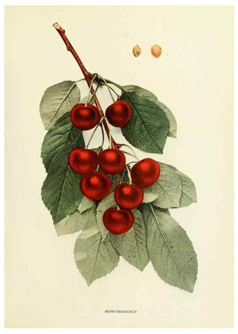 Reproducción/Reproduction 29210404514: The cherries of New York,. Albany,J. B. Lyon company, state printers,1915.