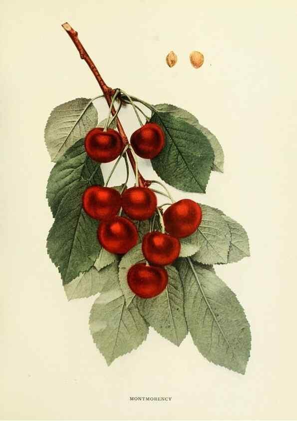 Reproducción/Reproduction 29210404514: The cherries of New York,. Albany,J. B. Lyon company, state printers,1915.