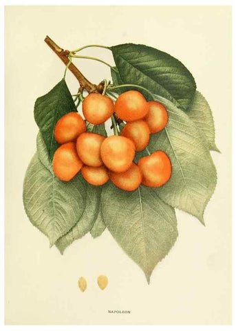 Reproducción/Reproduction 29837665775: The cherries of New York,. Albany,J. B. Lyon company, state printers,1915.