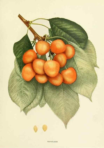 Reproducción/Reproduction 29837665775: The cherries of New York,. Albany,J. B. Lyon company, state printers,1915.