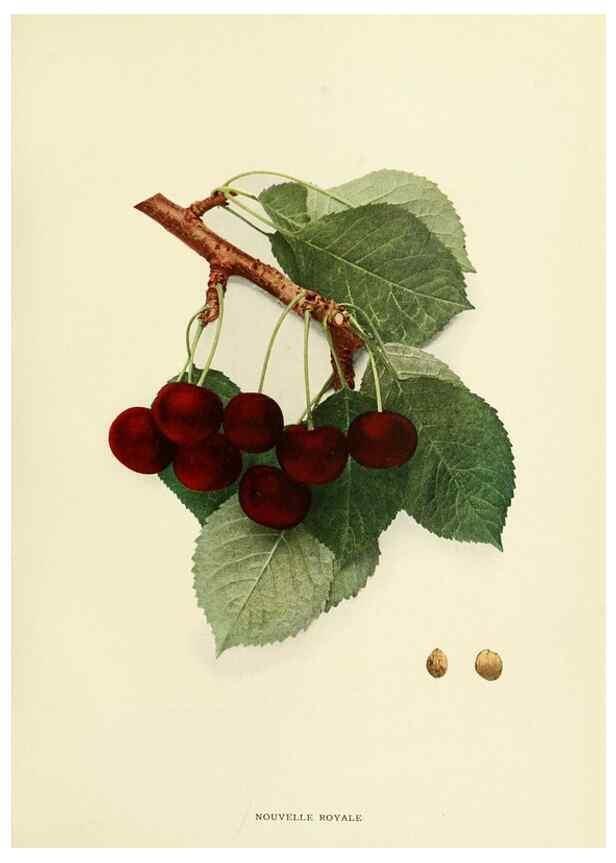 Reproducción/Reproduction 29837670235: The cherries of New York,. Albany,J. B. Lyon company, state printers,1915.