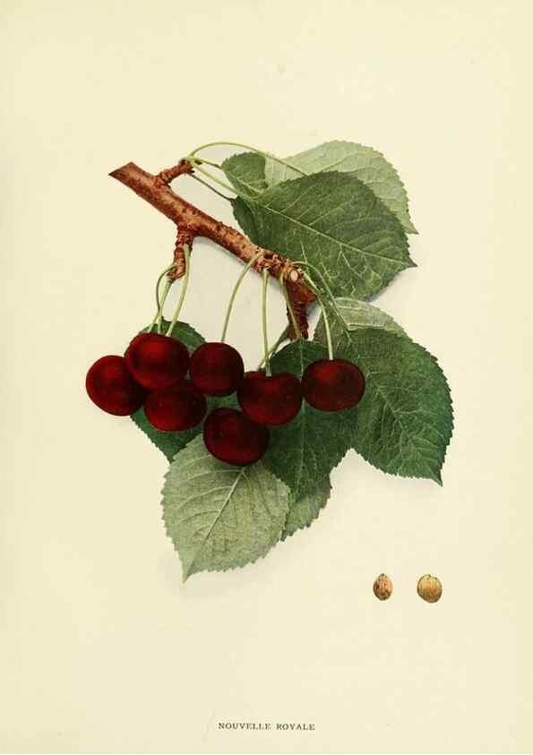 Reproducción/Reproduction 29837670235: The cherries of New York,. Albany,J. B. Lyon company, state printers,1915.