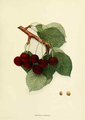 Reproducción/Reproduction 29837670235: The cherries of New York,. Albany,J. B. Lyon company, state printers,1915.