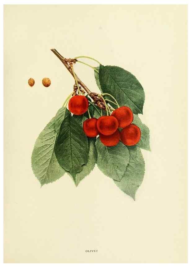 Reproducción/Reproduction 29837676635: The cherries of New York,. Albany,J. B. Lyon company, state printers,1915.
