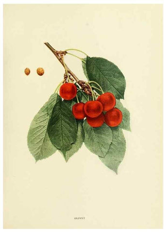Reproducción/Reproduction 29837676635: The cherries of New York,. Albany,J. B. Lyon company, state printers,1915.