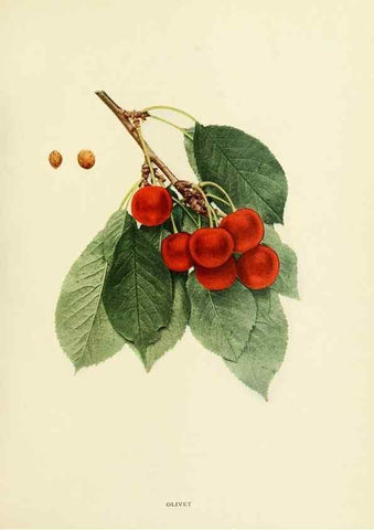 Reproducción/Reproduction 29837676635: The cherries of New York,. Albany,J. B. Lyon company, state printers,1915.