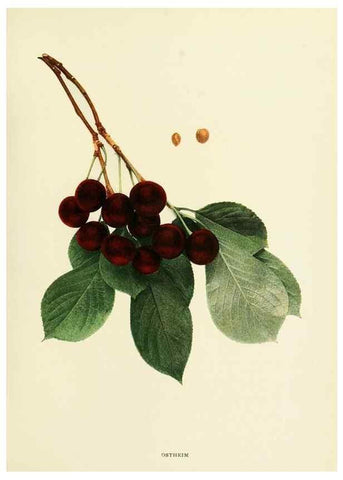Reproducción/Reproduction 29837681225: The cherries of New York,. Albany,J. B. Lyon company, state printers,1915.