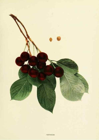 Reproducción/Reproduction 29837681225: The cherries of New York,. Albany,J. B. Lyon company, state printers,1915.