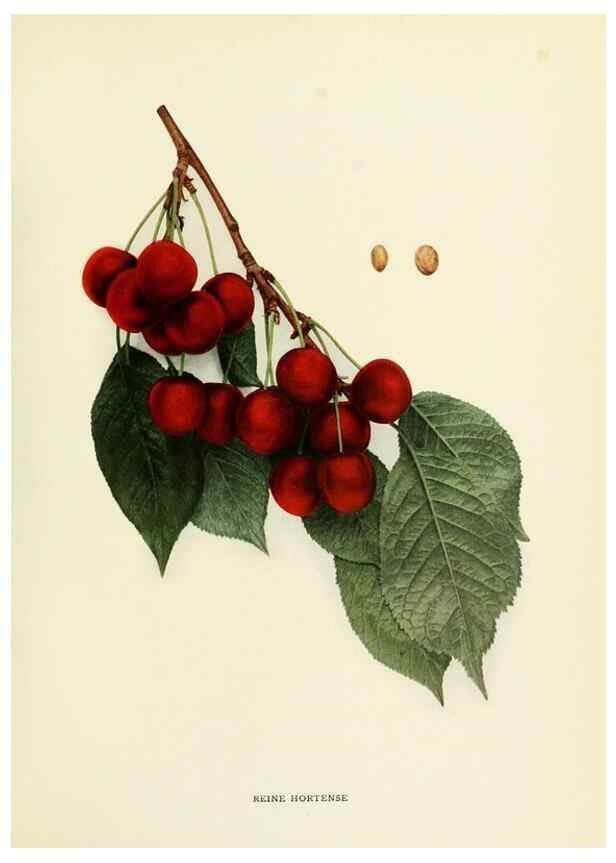 Reproducción/Reproduction 29802351306: The cherries of New York,. Albany,J. B. Lyon company, state printers,1915.