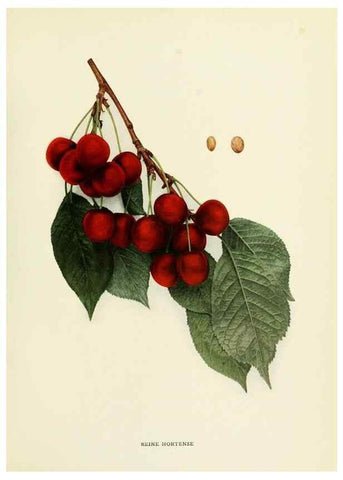 Reproducción/Reproduction 29802351306: The cherries of New York,. Albany,J. B. Lyon company, state printers,1915.