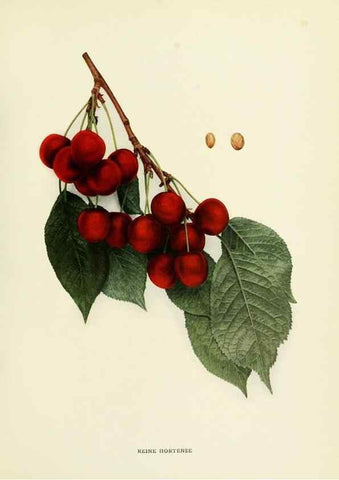 Reproducción/Reproduction 29802351306: The cherries of New York,. Albany,J. B. Lyon company, state printers,1915.