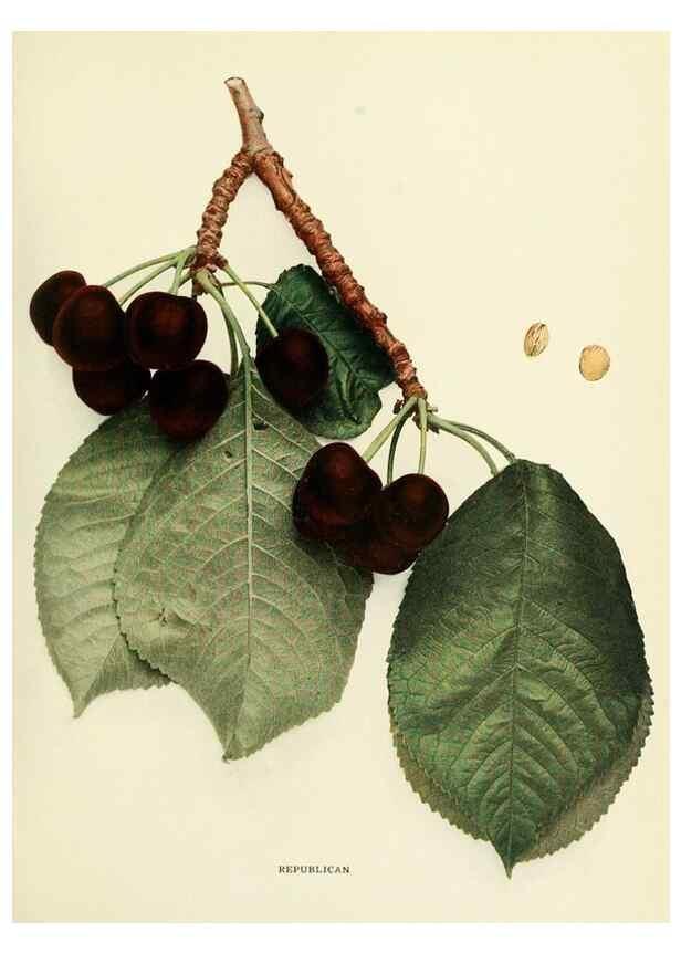 Reproducción/Reproduction 29837691215: The cherries of New York,. Albany,J. B. Lyon company, state printers,1915.