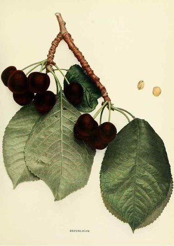 Reproducción/Reproduction 29837691215: The cherries of New York,. Albany,J. B. Lyon company, state printers,1915.