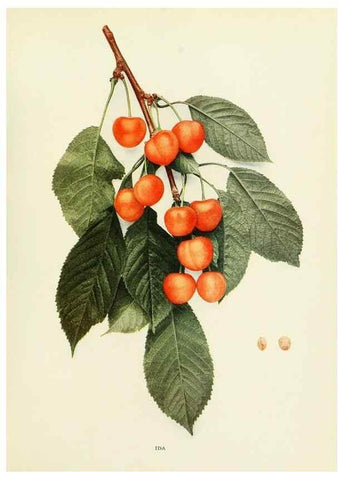 Reproducción/Reproduction 29544897760: The cherries of New York,. Albany,J. B. Lyon company, state printers,1915.