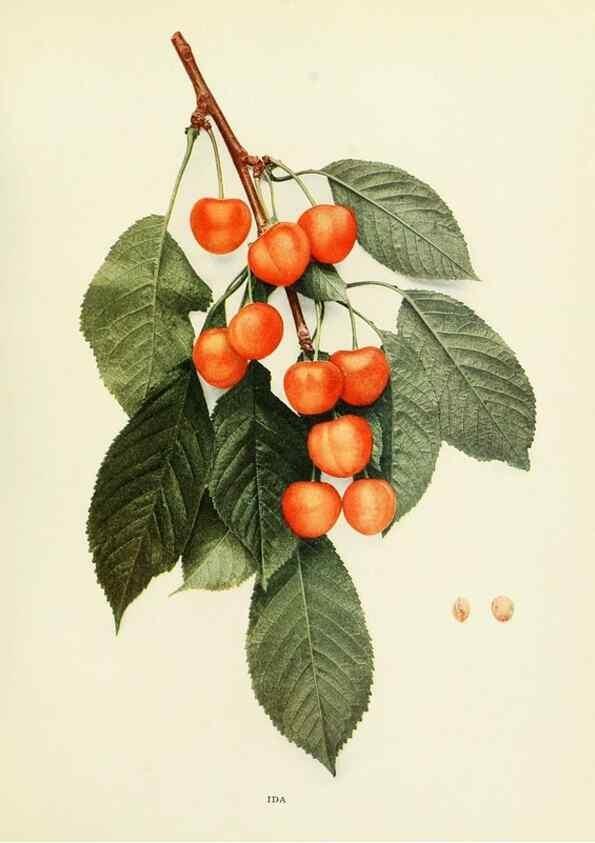 Reproducción/Reproduction 29544897760: The cherries of New York,. Albany,J. B. Lyon company, state printers,1915.