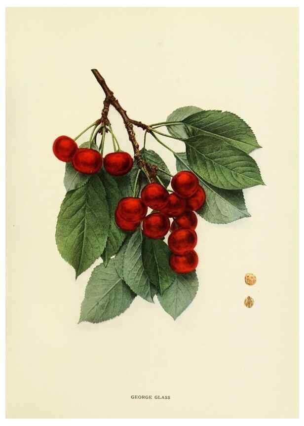 Reproducción/Reproduction 29544896260: The cherries of New York,. Albany,J. B. Lyon company, state printers,1915.